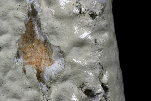 Zdj�cia makro - �wiat w powi�kszeniu - Inny spos�b patrzenia