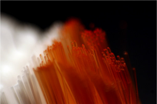 Zdj�cia makro - �wiat w powi�kszeniu - Inny spos�b patrzenia