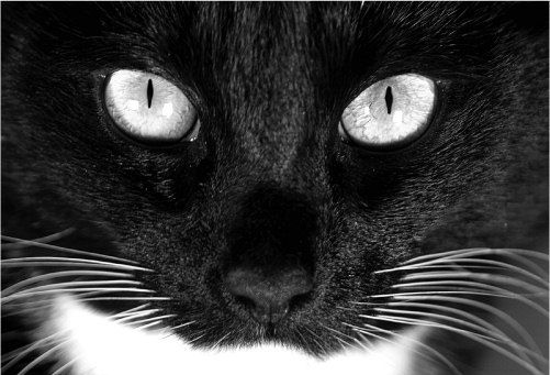 Zdj�cia makro - �wiat w powi�kszeniu - Inny spos�b patrzenia