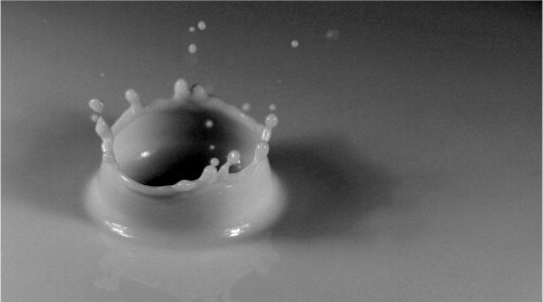 Zdj�cia makro - �wiat w powi�kszeniu - Akcja w makrofotografii