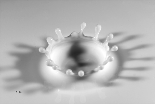 Zdj�cia makro - �wiat w powi�kszeniu - Akcja w makrofotografii