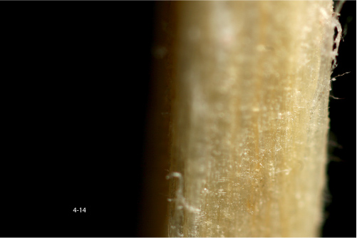 Zdj�cia makro - �wiat w powi�kszeniu - Akcja w makrofotografii