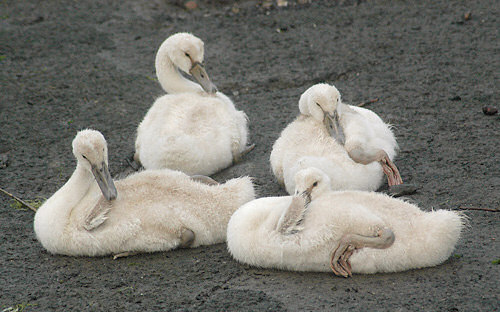 Pomiar �wiat�a - Jak dzia�aj� �wiat�omierze