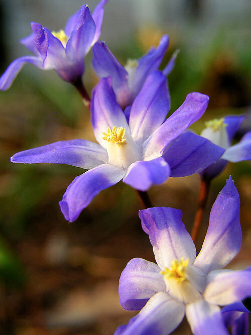 Pomiar �wiat�a - Jak dzia�aj� �wiat�omierze