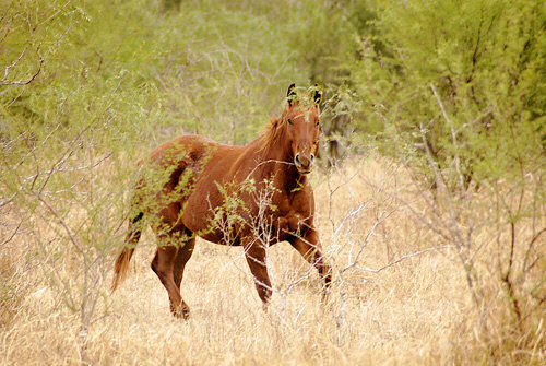 Pomiar �wiat�a - �wiat�omierze typu TTL