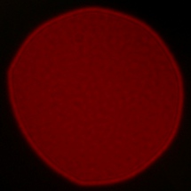 Sony FE 35 mm f/1.8 - Koma, astygmatyzm i bokeh