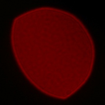 Sony FE 35 mm f/1.8 - Koma, astygmatyzm i bokeh