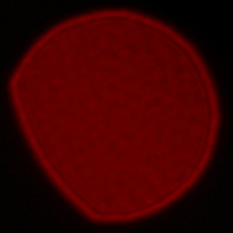 Sony FE 35 mm f/1.8 - Koma, astygmatyzm i bokeh