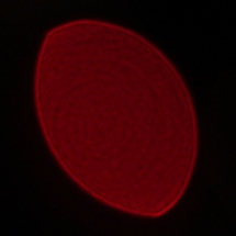 Sony FE 40 mm f/2.5 G - Koma, astygmatyzm i bokeh