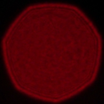 Sony FE 40 mm f/2.5 G - Koma, astygmatyzm i bokeh