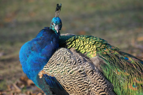 Wykorzystanie tryb�w tematycznych w lustrzance - Fotoszko�a Sony: Lekcja 1