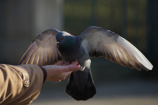 Wykorzystanie tryb�w tematycznych w lustrzance - Fotoszko�a Sony: Lekcja 1