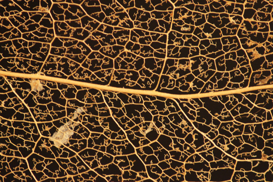 Wykorzystanie tryb�w tematycznych w lustrzance - Fotoszko�a Sony: Lekcja 1