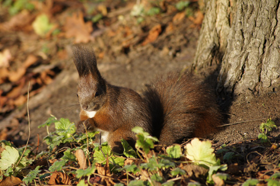Wykorzystanie tryb�w tematycznych w lustrzance - Fotoszko�a Sony: Lekcja 1