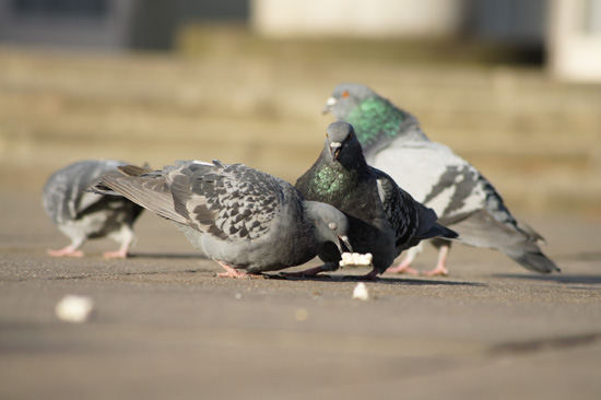 Wykorzystanie tryb�w tematycznych w lustrzance - Fotoszko�a Sony: Lekcja 1