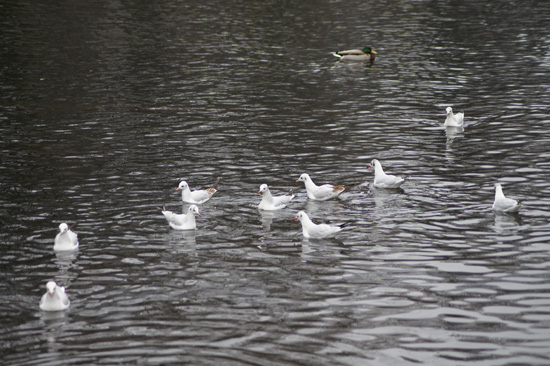 Wykorzystanie tryb�w tematycznych w lustrzance - Fotoszko�a Sony: Lekcja 1