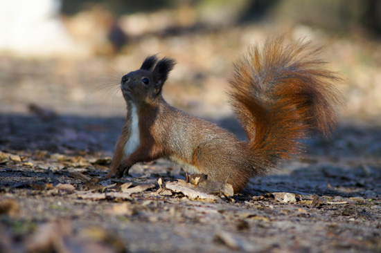 Wykorzystanie tryb�w tematycznych w lustrzance - Fotoszko�a Sony: Lekcja 1