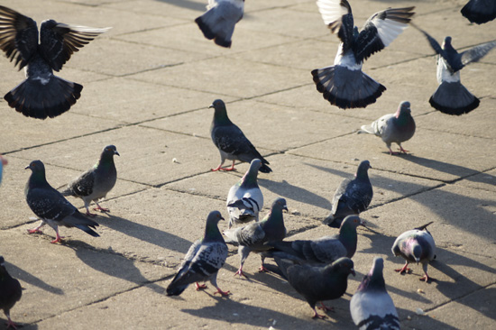 Wykorzystanie tryb�w tematycznych w lustrzance - Fotoszko�a Sony: Lekcja 1