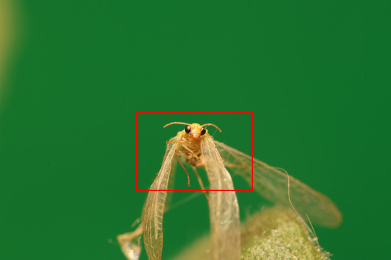 Makrofotografia - Fotoszko�a Sony: Lekcja 4