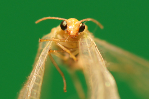 Makrofotografia - Fotoszko�a Sony: Lekcja 4