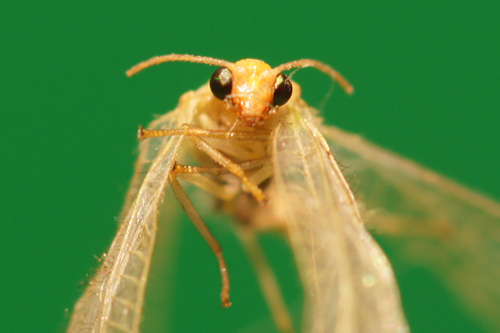 Makrofotografia - Fotoszko�a Sony: Lekcja 4