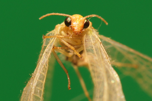 Makrofotografia - Fotoszko�a Sony: Lekcja 4