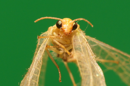 Makrofotografia - Fotoszko�a Sony: Lekcja 4