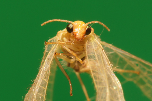 Makrofotografia - Fotoszko�a Sony: Lekcja 4