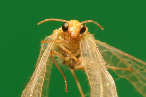 Makrofotografia - Fotoszko�a Sony: Lekcja 4