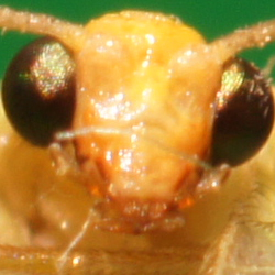 Makrofotografia - Fotoszko�a Sony: Lekcja 4