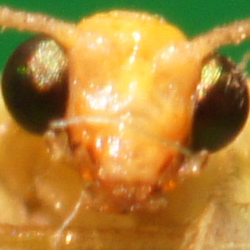 Makrofotografia - Fotoszko�a Sony: Lekcja 4