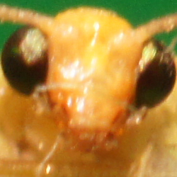 Makrofotografia - Fotoszko�a Sony: Lekcja 4