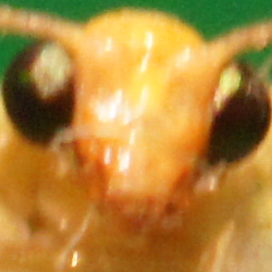 Makrofotografia - Fotoszko�a Sony: Lekcja 4