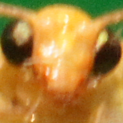 Makrofotografia - Fotoszko�a Sony: Lekcja 4