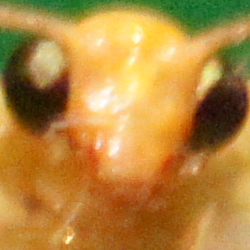 Makrofotografia - Fotoszko�a Sony: Lekcja 4