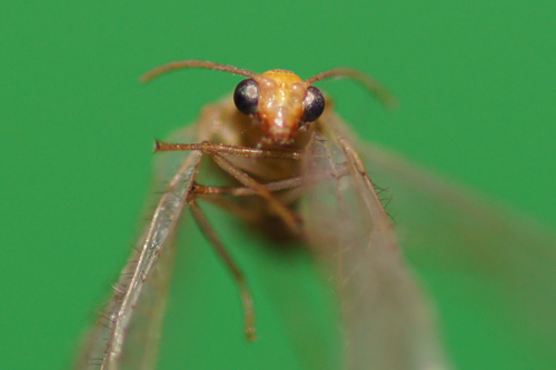 Makrofotografia - Fotoszko�a Sony: Lekcja 4