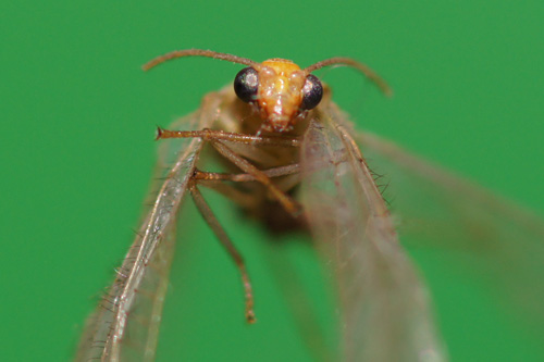 Makrofotografia - Fotoszko�a Sony: Lekcja 4