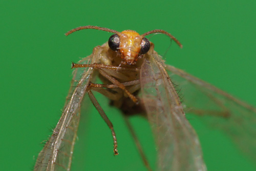 Makrofotografia - Fotoszko�a Sony: Lekcja 4