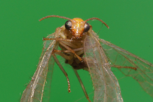 Makrofotografia - Fotoszko�a Sony: Lekcja 4