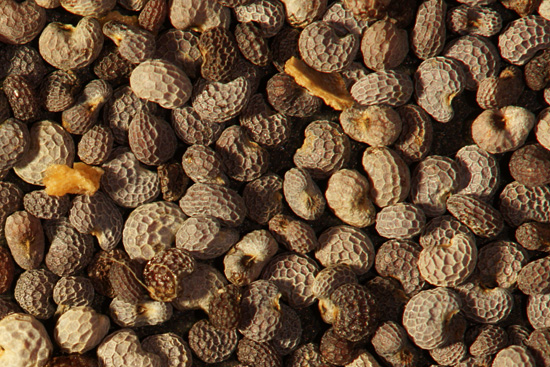 Makrofotografia - Fotoszko�a Sony: Lekcja 4