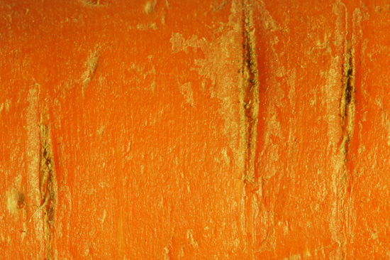 Makrofotografia - Fotoszko�a Sony: Lekcja 4