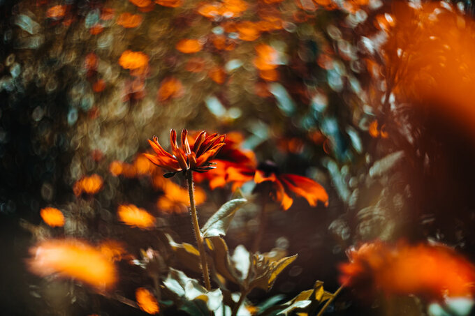 Meyer Optik Görlitz Biotar 75 f/1.5 II Meyer Optik Görlitz Biotar 75 f/1.5 II