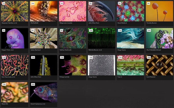 Wyniki konkursu Nikon Small World Wyniki konkursu Nikon Small World