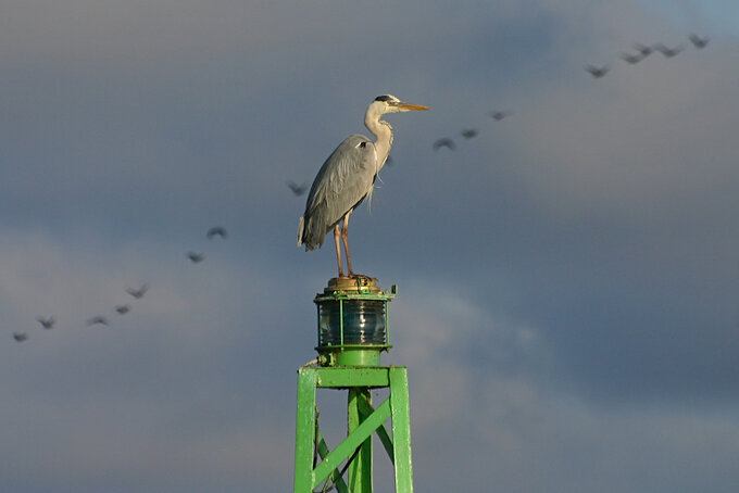 Fotografia ptaków dla początkujących - Najtańszy sprzęt do fotografii ptaków czyli, klasa 70–300 mm Fotografia ptaków dla początkujących - Najtańszy sprzęt do fotografii ptaków czyli, klasa 70–300 mm