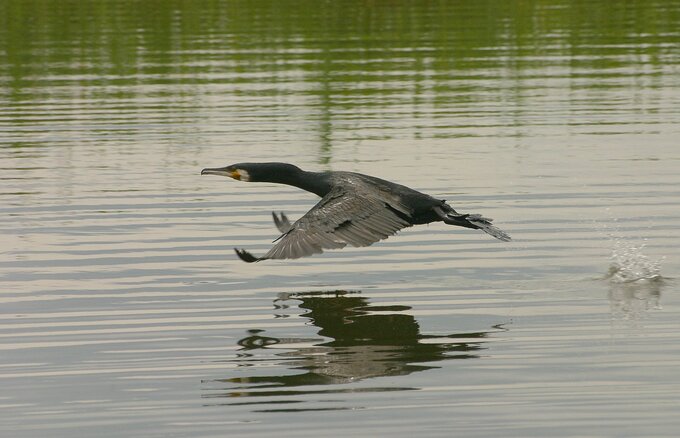 Fotografia ptaków dla początkujących - Najtańszy sprzęt do fotografii ptaków czyli, klasa 70–300 mm Fotografia ptaków dla początkujących - Najtańszy sprzęt do fotografii ptaków czyli, klasa 70–300 mm