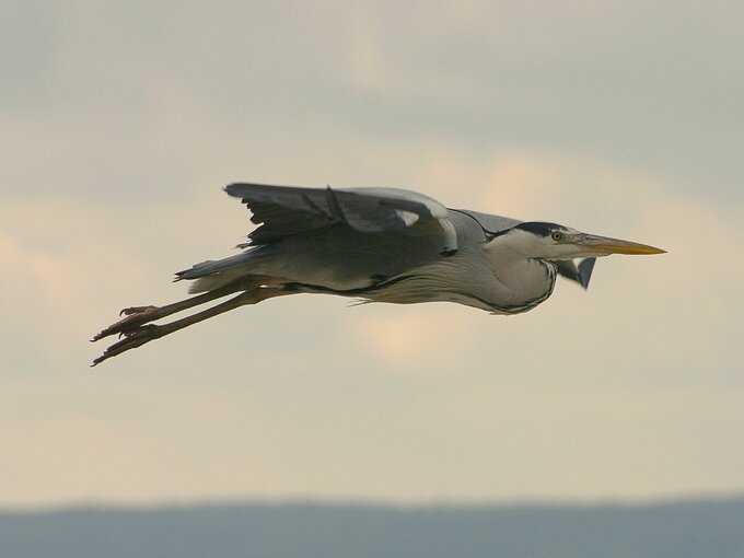 Fotografia ptaków dla początkujących - Najtańszy sprzęt do fotografii ptaków czyli, klasa 70–300 mm Fotografia ptaków dla początkujących - Najtańszy sprzęt do fotografii ptaków czyli, klasa 70–300 mm