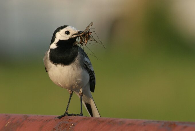 Fotografia ptaków dla początkujących - Najtańszy sprzęt do fotografii ptaków czyli, klasa 70–300 mm Fotografia ptaków dla początkujących - Najtańszy sprzęt do fotografii ptaków czyli, klasa 70–300 mm