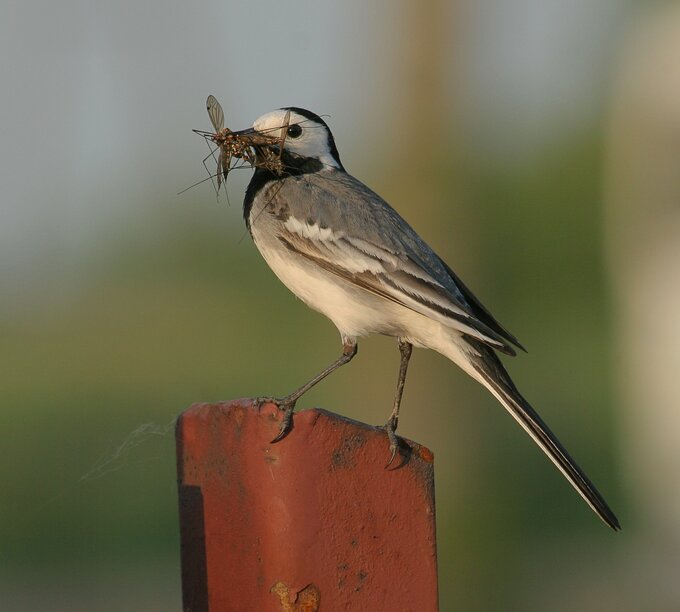 Fotografia ptaków dla początkujących - Najtańszy sprzęt do fotografii ptaków czyli, klasa 70–300 mm Fotografia ptaków dla początkujących - Najtańszy sprzęt do fotografii ptaków czyli, klasa 70–300 mm