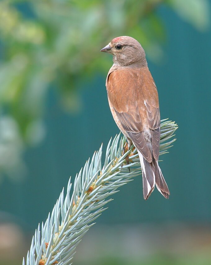 Fotografia ptaków dla początkujących - Najtańszy sprzęt do fotografii ptaków czyli, klasa 70–300 mm Fotografia ptaków dla początkujących - Najtańszy sprzęt do fotografii ptaków czyli, klasa 70–300 mm