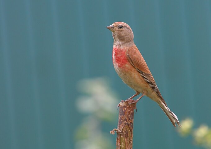 Fotografia ptaków dla początkujących - Najtańszy sprzęt do fotografii ptaków czyli, klasa 70–300 mm Fotografia ptaków dla początkujących - Najtańszy sprzęt do fotografii ptaków czyli, klasa 70–300 mm